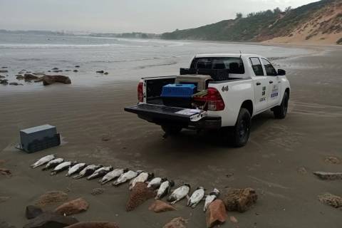 Julho registra mais de 380 pinguins-de-Magalhães mortos em praias do Sul de SC; veja fotos