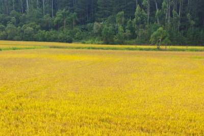 Sul de Santa Catarina colheu mais de 884 mil toneladas de arroz durante a safra