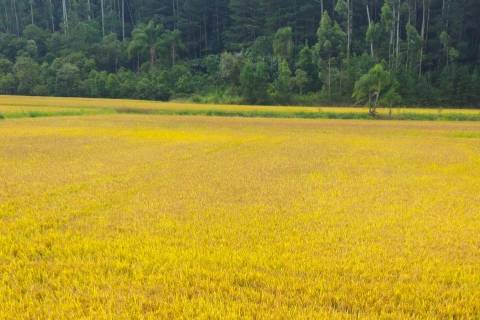 Sul de Santa Catarina colheu mais de 884 mil toneladas de arroz durante a safra