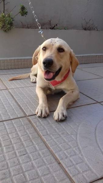 Animal para doação - Miranda