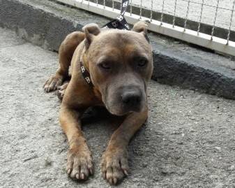 Animal encontrado na Rodovia SC-445