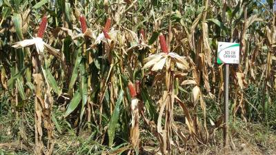 Milhos de polinização aberta são mostrados em dia de campo 