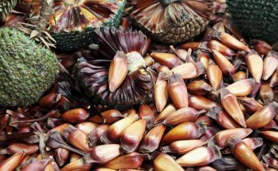 Pinhão: conheça os benefícios do alimento típico do inverno no Sul