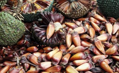 Pinhão: conheça os benefícios do alimento típico do inverno no Sul