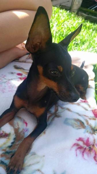 Procura-se Toby 