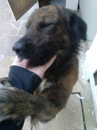 Animal para doação - Simba