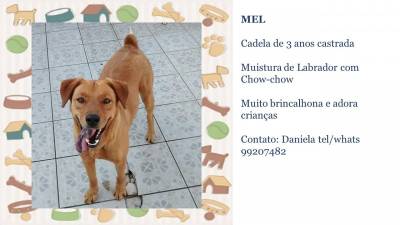 Animal para doação - Mel