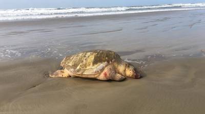 Tartaruga é encontrada morta na orla do Balneário Rincão 