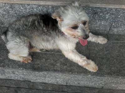 Animal encontrado no bairro Centro