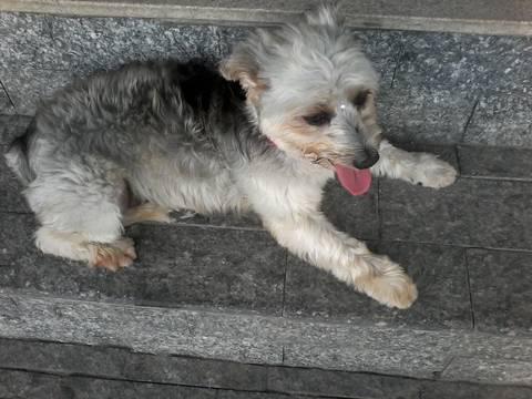 Animal encontrado no bairro Centro