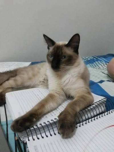 Animal para doação - Godofredo