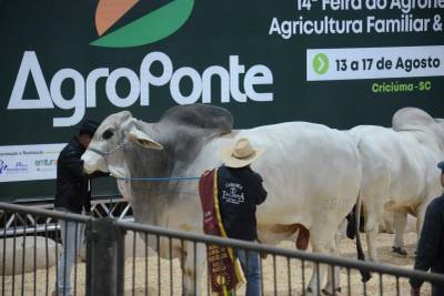 Sanidade animal é prioridade na Feira AgroPonte e garante segurança para visitantes e expositores