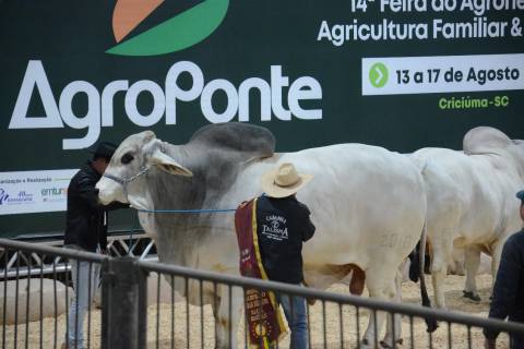 Sanidade animal é prioridade na Feira AgroPonte e garante segurança para visitantes e expositores
