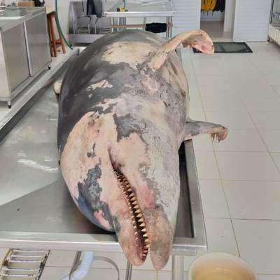 Boto é encontrado morto em Laguna; animal estava encalhado na praia do Mar Grosso