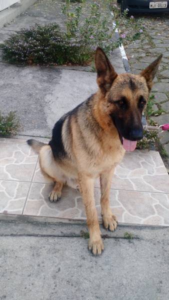 Animal encontrado no bairro Centro