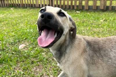 Nubea resgata 15 cães e animais aguardam adoção responsável em Criciúma