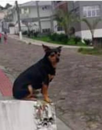 Procura-se Spaik