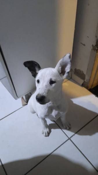 Animal para doação - Branco