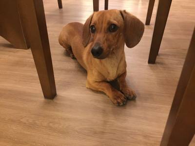 ENCONTRADO! Animal encontrado no bairro Lote Seis 