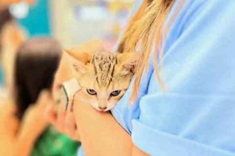 Feira reúne gatos para adoção em Criciúma neste sábado