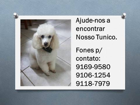 Procura-se Tunico