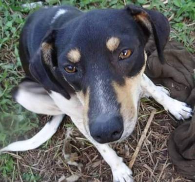 ONG que cuida de animais precisa de ajuda para continuar funcionando 