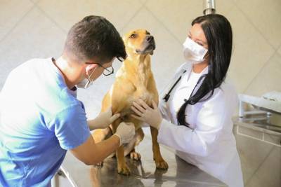 Agendamento para castração estará suspenso durante o mês de agosto em Içara