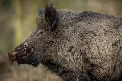 Caçadores de javali-europeu podem ganhar R$ 100 por animal abatido em SC