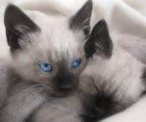 Animal para doação - Gatinhos