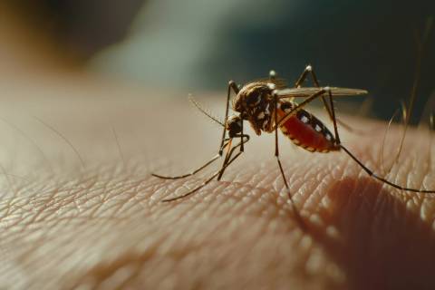 Tubarão acende alerta com mais de 530 focos e dois casos confirmados de dengue