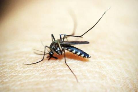 Número de focos do mosquito transmissor da dengue volta a subir em Tubarão
