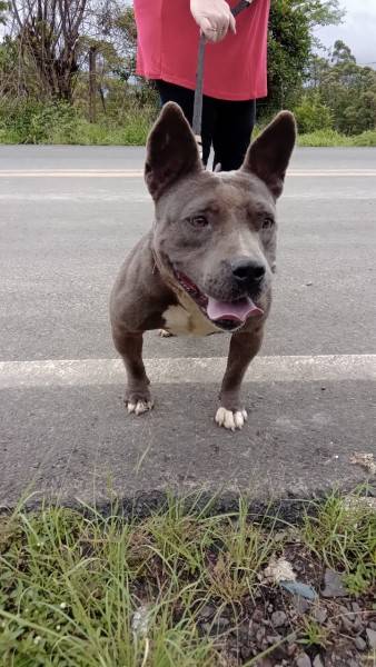 Adoção responsável de uma cachorra da raça Pit Bull 