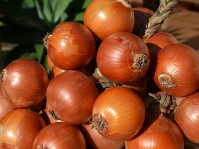 Santa Catarina registra safras de alho e cebola menores do que as estimadas 