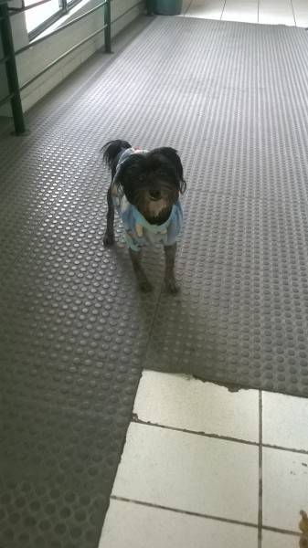 Animal encontrado no bairro Pinherinho 