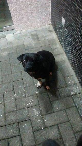 Animal encontrado no bairro Prospera