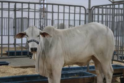 Criciúma: veja as fotos da Feira AgroPonte 2025