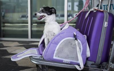 Saiba como viajar com seu animal de estimação