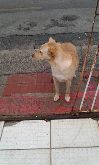 Animal encontrado no bairro Michel