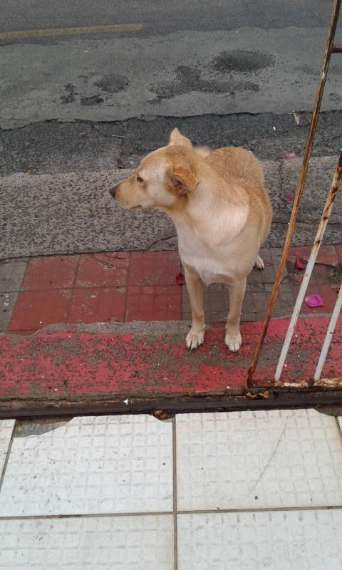 Animal encontrado no bairro Michel