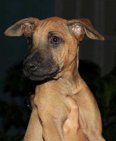 Animal para doação - Scooby