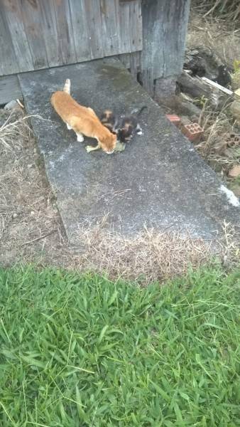 Animal encontrado no bairro Morro Estêvão 