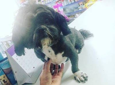 Animal encontrado no bairro Balneário Rincão