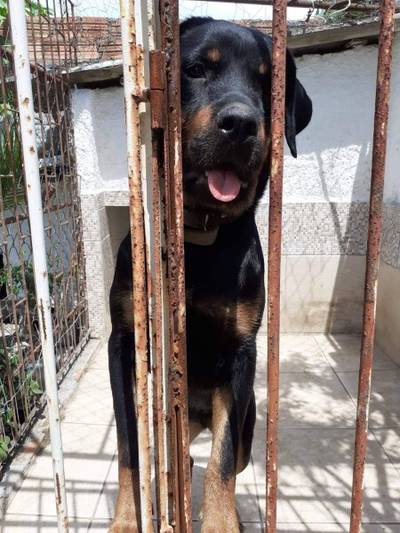 Cachorra desaparecida em Criciúma - encontrada 