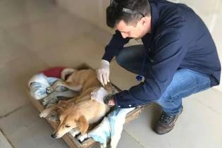 Centro do Bem-Estar Animal oferece atendimento médico veterinário em Morro da Fumaça