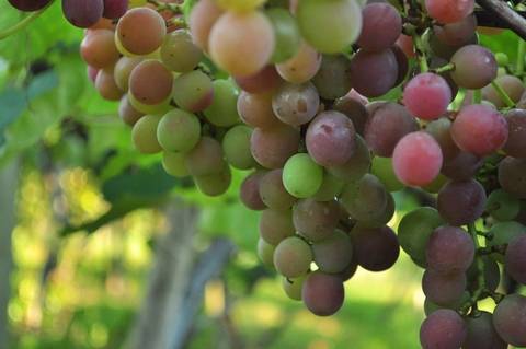 VÍDEO: Vinhos Goethe são aposta na Ritorno Alle Origini