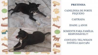 Animal para doação - Pretinha