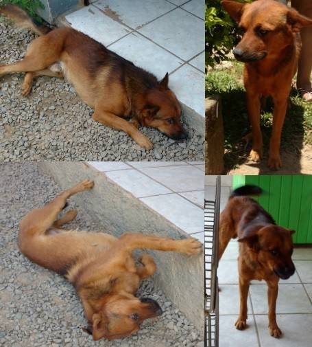Animal para doação - Bidu