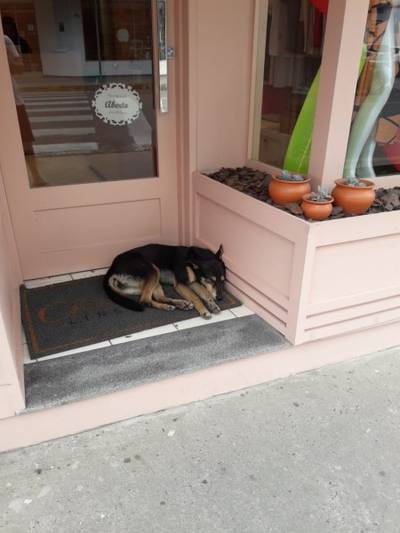 Cachorra dócil para doação em Siderópolis