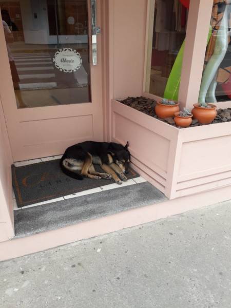 Cachorra dócil para doação em Siderópolis