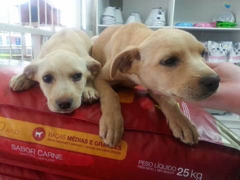 Animal para doação - Meninas